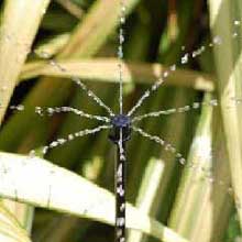 video-micro-regner-gartenbewaesserung